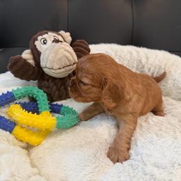 Daisy - Ruby female Cavalier King Charles Spaniel puppy in Cerro Gordo, North Carolina from Cloverleaf K9 Connections