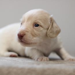 Quincey - Piebald male Dachshund puppy in Alto, Texas from Prima Dachshunds
