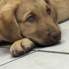 Pink Collar - Sedge male Chesapeake Bay Retriever puppy in Las Vegas, Nevada from Birdsview Chesapeake Kennel