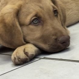 Pink Collar - Sedge male Chesapeake Bay Retriever puppy in Las Vegas, Nevada from Birdsview Chesapeake Kennel
