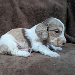 AKC Chocolate Dapple Piebald Boy 1 - Dapple male Dachshund puppy in Choctaw, Oklahoma from TS Performance Horses & Dachshunds