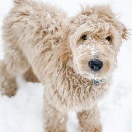 Goldendoodle Puppies from Old Line Doodles
