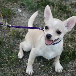 Snowball - Cream and white male Chihuahua puppy in Niagara County, New York from Coolballow Chihuahuas