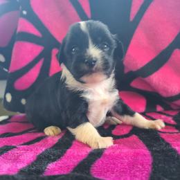 Puppy 1 - Black and white female Chinese Crested puppy in New Castle, Pennsylvania from Long Haul Cresteds & Long Rotts