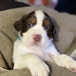 English Springer Spaniel Puppies from Cedarhaven Springers
