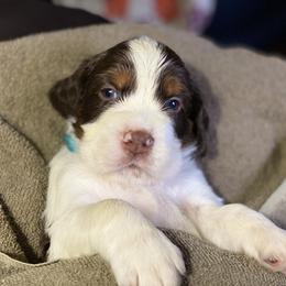 English Springer Spaniel Puppies from Cedarhaven Springers