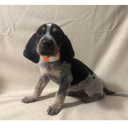 Smokey - Blue ticked and tan male Bluetick Coonhound puppy in Mount Pleasant, Texas from Harmons Hounds