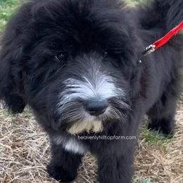 KEVIN - Black and white Sheepadoodle puppy in Charlo, Montana from Heavenly Hilltop Farm
