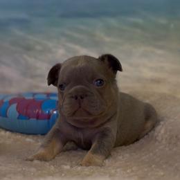 Ethan - Tricolors male French Bulldog puppy in Spokane, Washington from Lilac City Frenchies