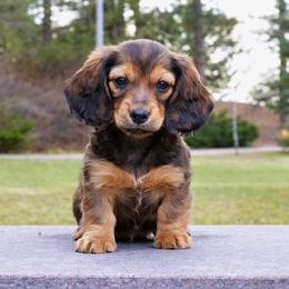 Shelby - Dachshund