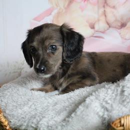 Behr - Dapple male Dachshund puppy in Pace, Florida from Shoebox Doxie’s