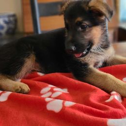 Red, Male - German Shepherd puppy from Jessica's German Shepherds