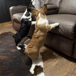 Pembroke Welsh Corgi Puppies from S7 Corgis and Chaos