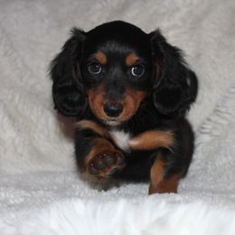 Gunther - Dachshund puppy from Murry’s minis