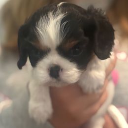 Tilly - Tri-color female Cavalier King Charles Spaniel puppy in Richmond, Virginia from Classy Cavalier King Charles Spaniels