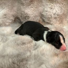 Girl 1 - female Australian Shepherd puppy in Greenville, South Carolina from Elusive Australian Shepherds