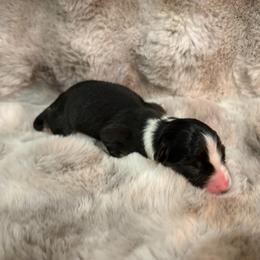 Girl 1 - female Australian Shepherd puppy in Greenville, South Carolina from Elusive Australian Shepherds