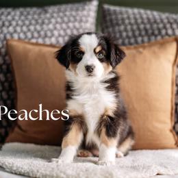 PEACHES - Black tri female Miniature American Shepherd puppy in Puyallup, Washington from FERGI’S GEMINI MAS