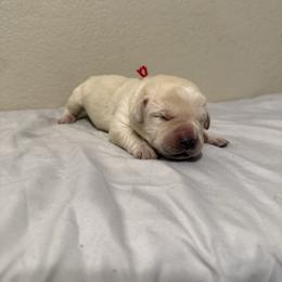 Red collar - Yellow male Labrador Retriever puppy in Buckeye, Arizona from Wranglin Farms