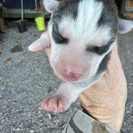 Allie - Gray and white female Siberian Husky puppy in Burnsville, North Carolina from Peterson Puppies