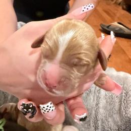 Caramel Boy - Caramel male Australian Labradoodle puppy in Saint Louis, Missouri from Gateway Australian Labradoodles