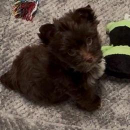 Boy 3 - Liver male Yorkshire Terrier puppy in Georgia from Berggipfel Yorkies