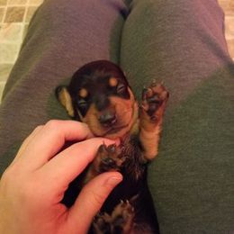 Dachshund Puppies from White River Valley Kennel