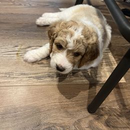 Goldendoodle Puppies from Ellie's Goldendoodles