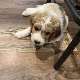 Goldendoodle Puppies from Ellie's Goldendoodles