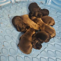 Girl 1 - Gray Cane Corso puppy in Lewisville, Denton County, Texas from Trained to go Corso Kennels (T.T.G. Corso Kennels)