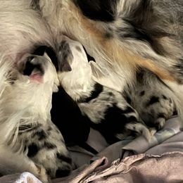 Shetland Sheepdog Puppies from Buckeye Shelties
