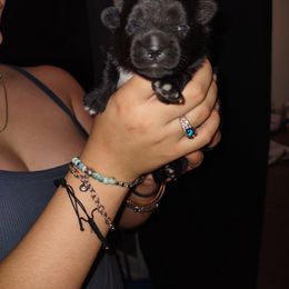 Pomeranian Puppies from Lovingood Farms