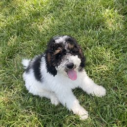 Hazel - Bernedoodle