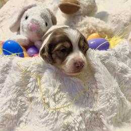 Charm - Chocolate and cream male Dachshund puppy in Statesville, North Carolina from Lakeside Dachshunds