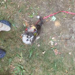 Chihuahua Puppies from Elegant Exotic Chihuahua's