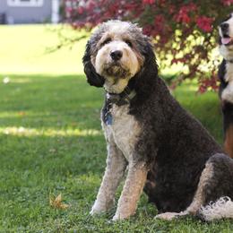 Sitka - Bernedoodle
