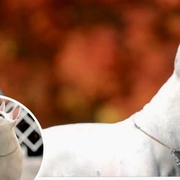 Bull Terriers from Action Bull Terriers