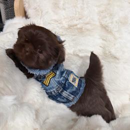 Boy 1 - Chocolate male Shih Tzu puppy in Mobile, Alabama from Shih Tzu's of Mobile