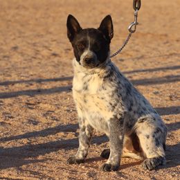Riata - Australian Cattle Dog