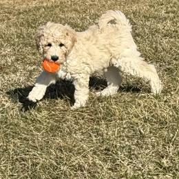 Black collar - Cream male Aussiedoodle puppy in Mount Ulla, North Carolina from Girls of anarchy farm