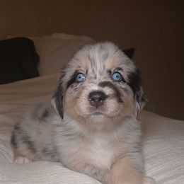 Coraline - Blue merle female Australian Shepherd puppy in Charlotte, North Carolina from Good Karma Aussies