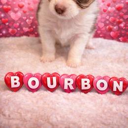 Bourbon - Chocolate and white male Chihuahua puppy in Drumright, Oklahoma from Fancy Pants Chihuahua’s