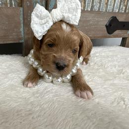 Belle - Apricot female Goldendoodle puppy in Calico Rock, Arkansas from Cottrell’s Poodles & Doodles