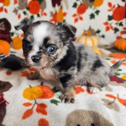Perla - Blue merle female Chihuahua puppy in Plainfield, Indiana from Abby's Pampered Pooches