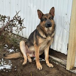 Kodii - Blue male German Shepherd puppy in Watervliet, Michigan from M&M Shepherd Farms