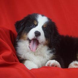 Bernese Mountain Dog Puppies from Lonesome Pine Farm