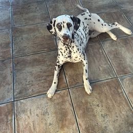 Maya - Dalmatian