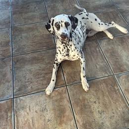 Maya - Dalmatian