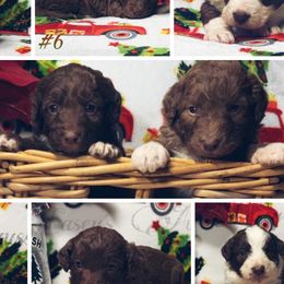 Australian Shepherds and Poodles from Ginger Blue Poodles