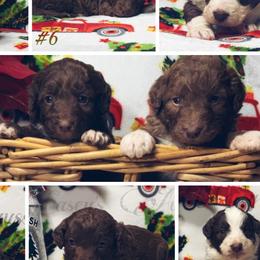 Australian Shepherds and Poodles from Ginger Blue Poodles